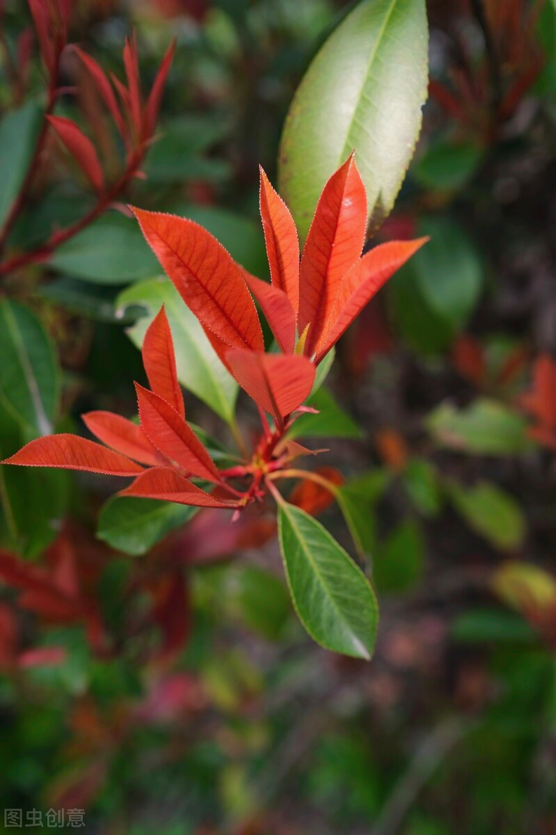 关于花的唯美诗句（繁花似锦觅安宁，淡云流水度此生）