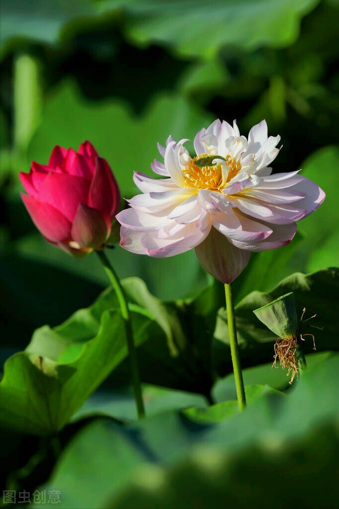 关于花的唯美诗句（繁花似锦觅安宁，淡云流水度此生）