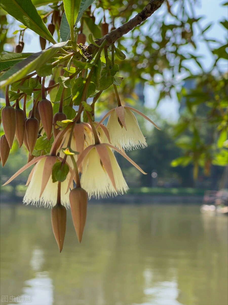 关于花的唯美诗句（繁花似锦觅安宁，淡云流水度此生）