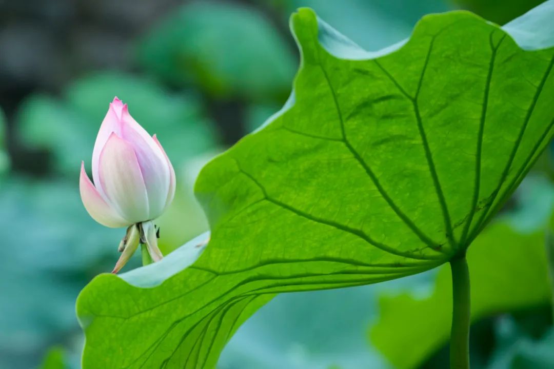 赞美荷花的唯美古诗词鉴赏（30首荷花诗词）