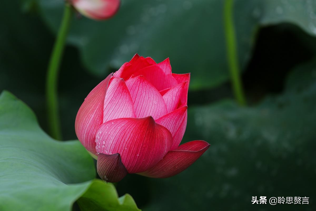 精选49首荷花诗词鉴赏（赞美荷花的千古名句） 