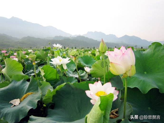 精选49首荷花诗词鉴赏（赞美荷花的千古名句） 