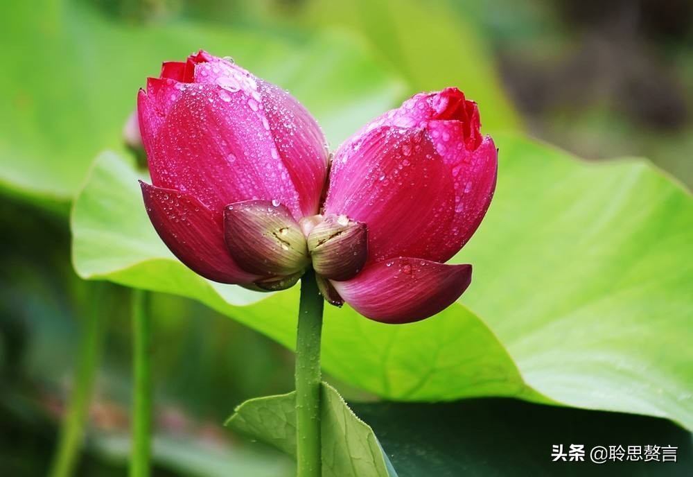 精选49首荷花诗词鉴赏（赞美荷花的千古名句） 