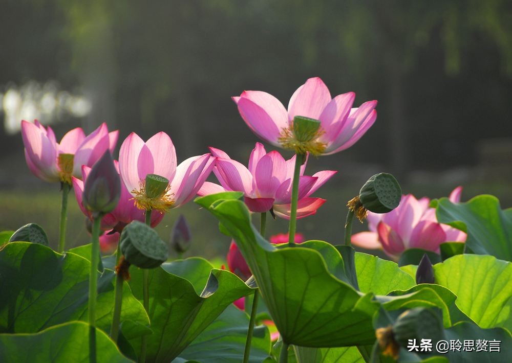 精选49首荷花诗词鉴赏（赞美荷花的千古名句） 