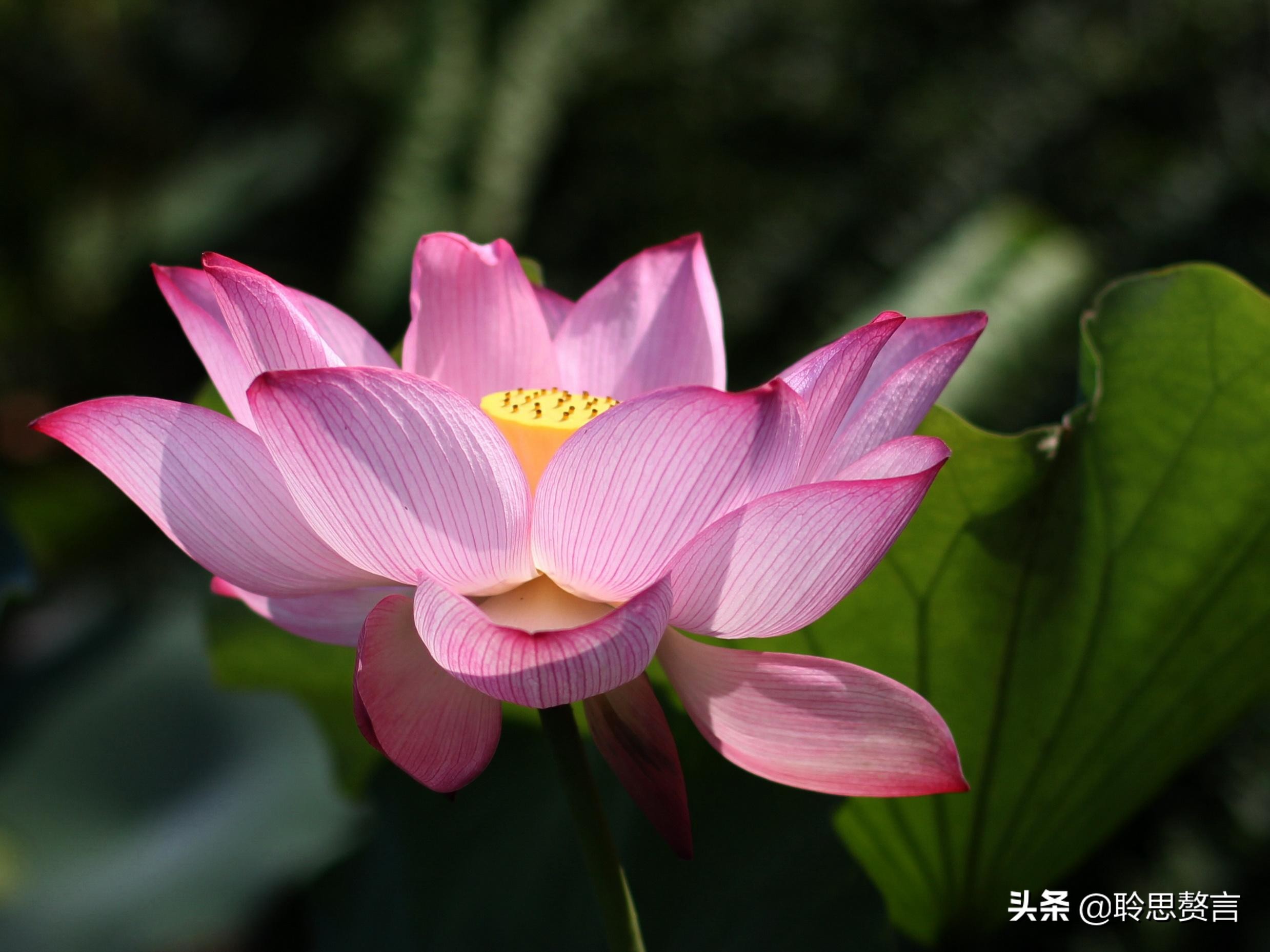 精选49首荷花诗词鉴赏（赞美荷花的千古名句） 