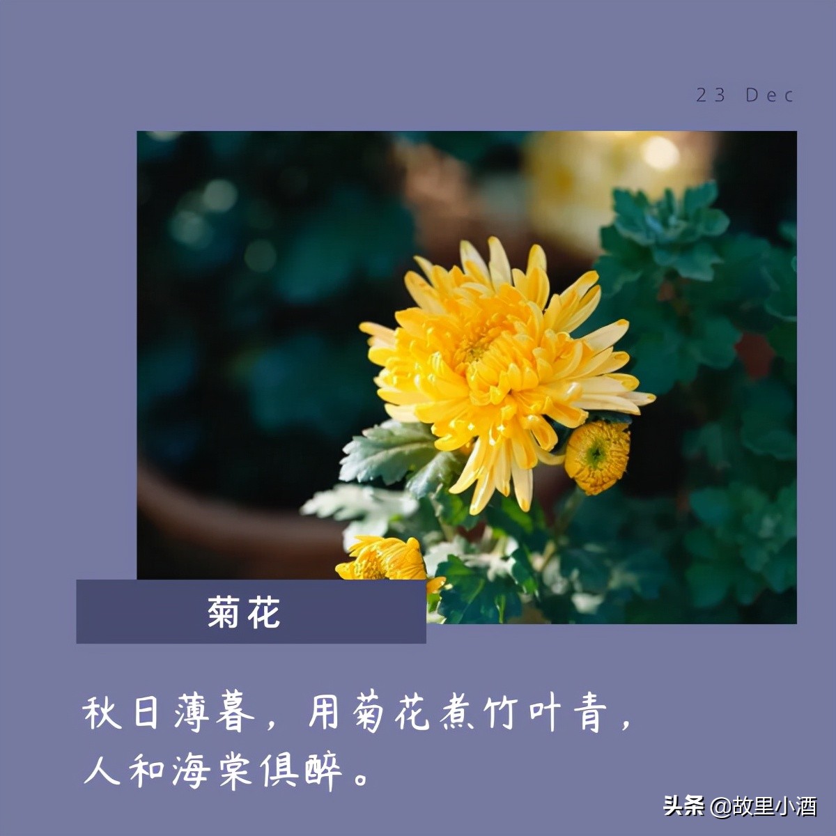 有关花的唯美句子有哪些（精选10句花的唯美句子）