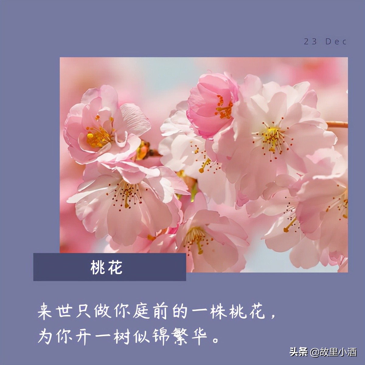 有关花的唯美句子有哪些（精选10句花的唯美句子）