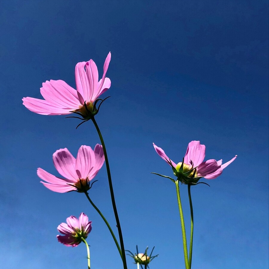 分享十句早安心语（送给努力拼搏的你）