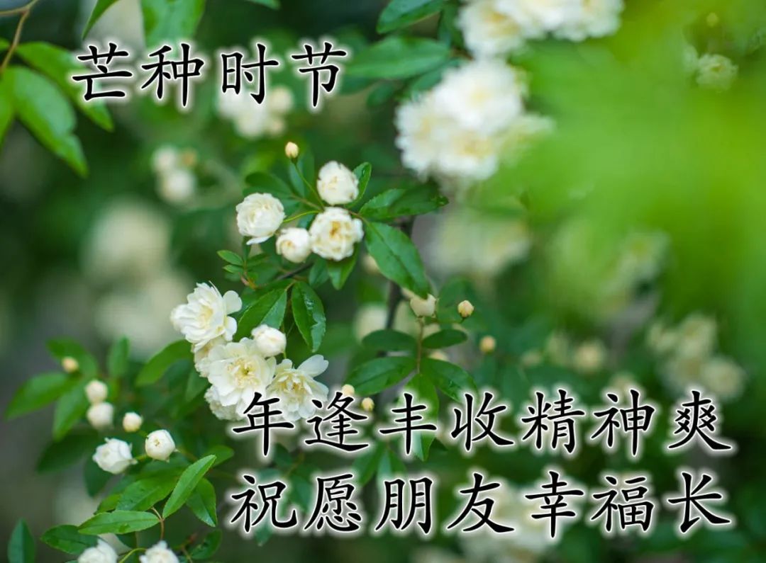 芒种节气心语问候语合集（芒种快乐，马不停蹄）