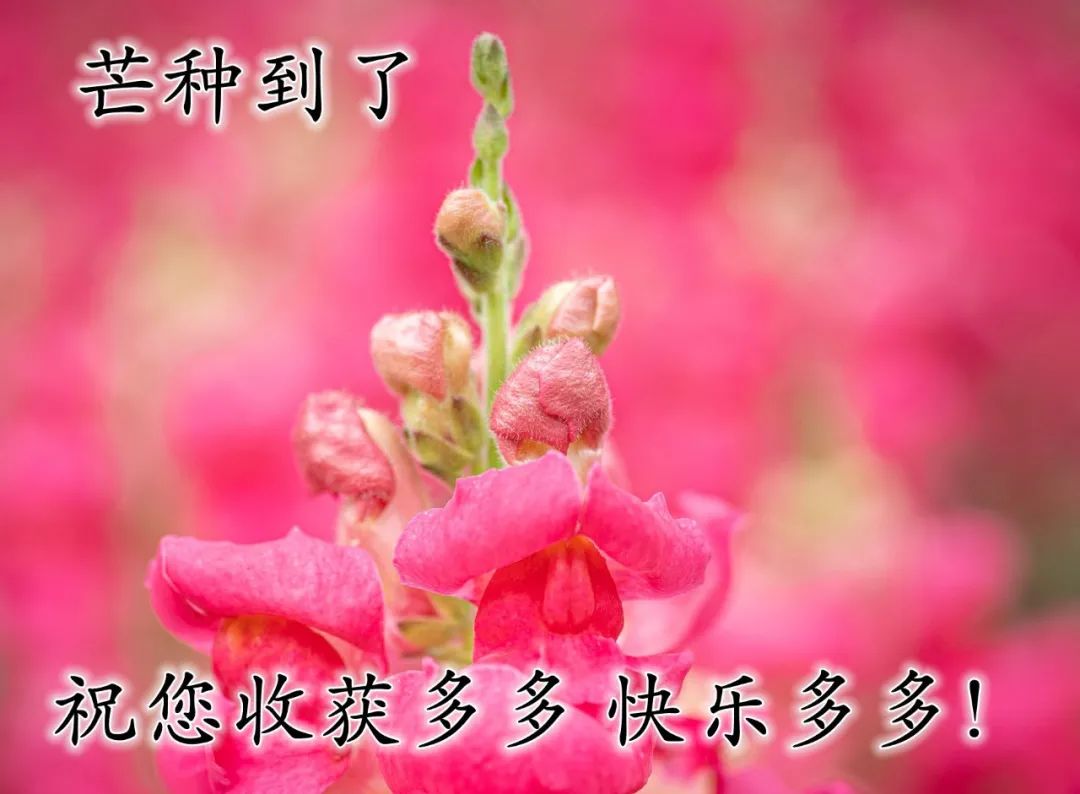 芒种节气心语问候语合集（芒种快乐，马不停蹄）