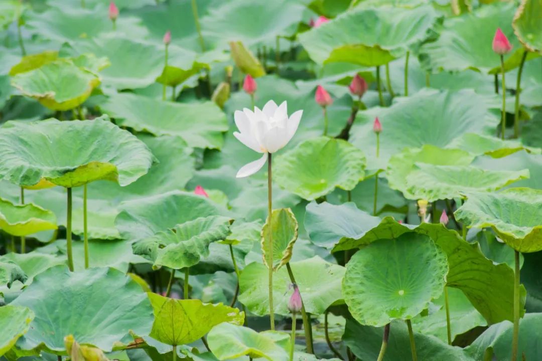 干净治愈的佛系诗词（六首佛系诗词）