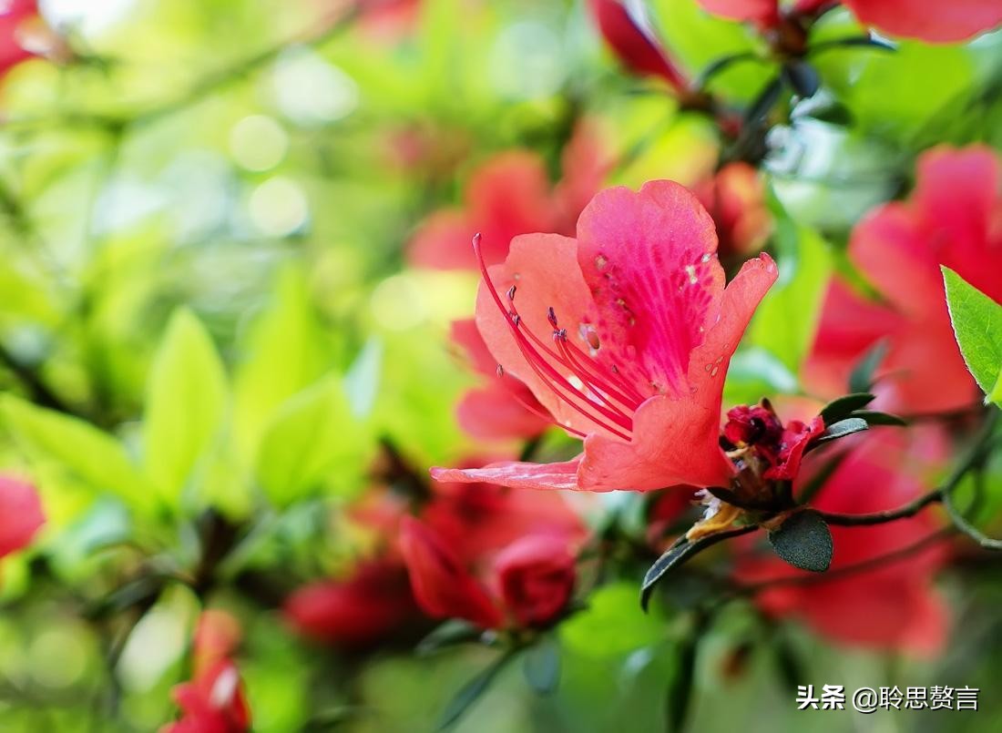 杜鹃花古诗词名句鉴赏（杜鹃花古诗词集锦大全）