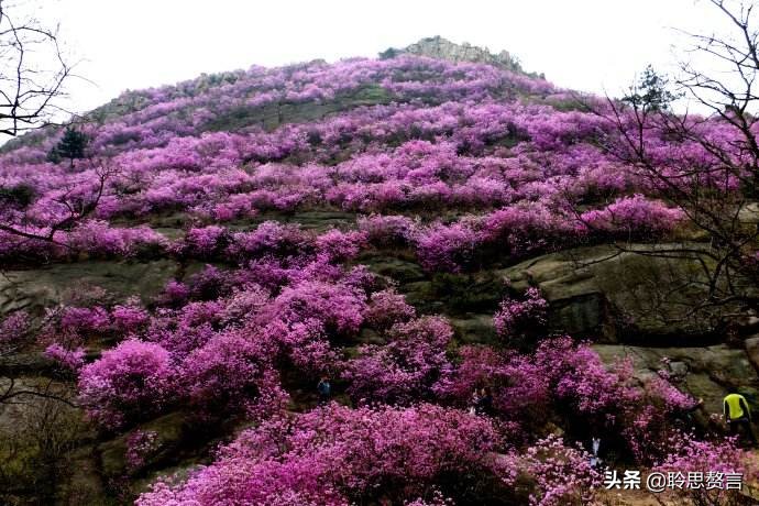 杜鹃花古诗词名句鉴赏（杜鹃花古诗词集锦大全）