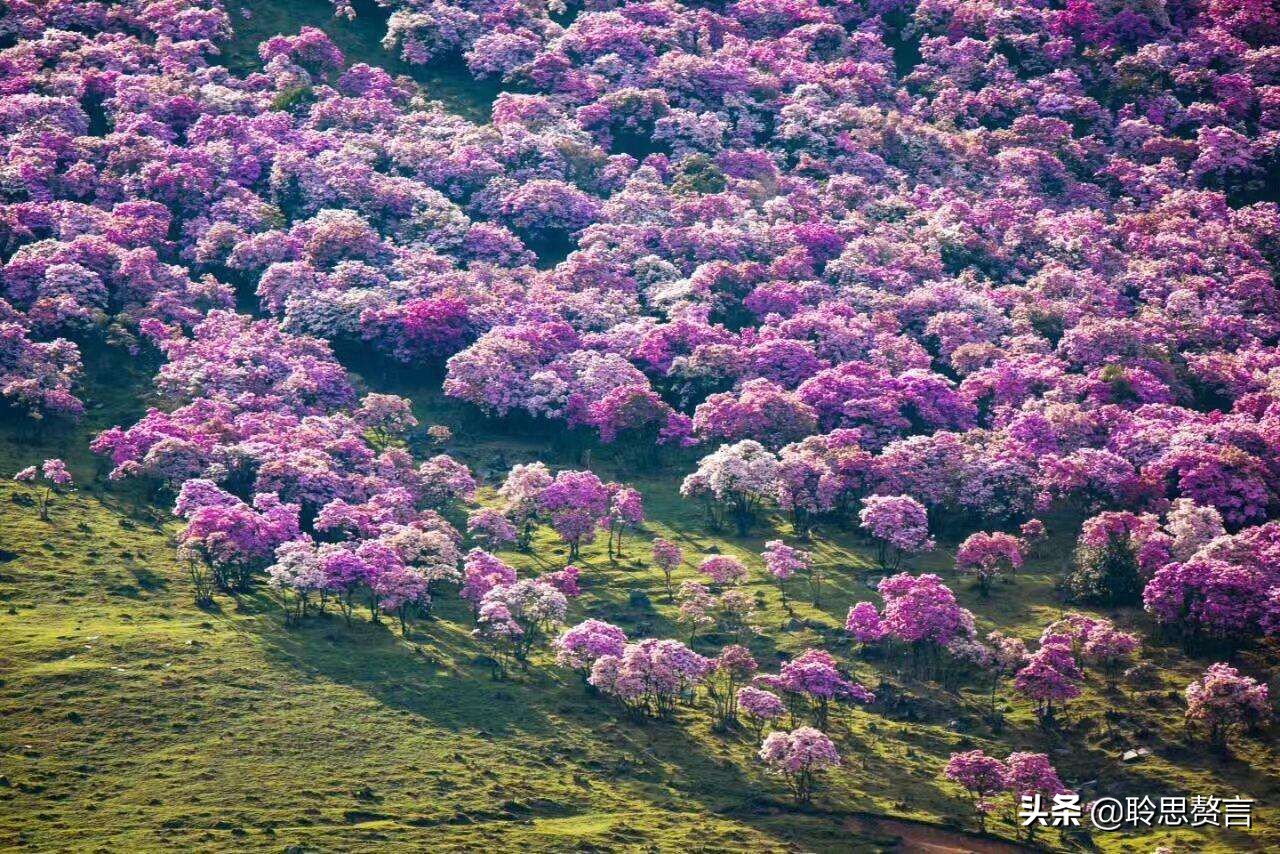 杜鹃花古诗词名句鉴赏（杜鹃花古诗词集锦大全）