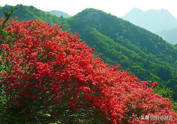 杜鹃花古诗词名句鉴赏（杜鹃花古诗词集锦大全）