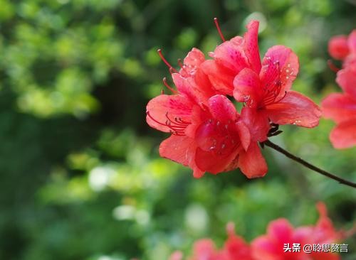 杜鹃花古诗词名句鉴赏（杜鹃花古诗词集锦大全）