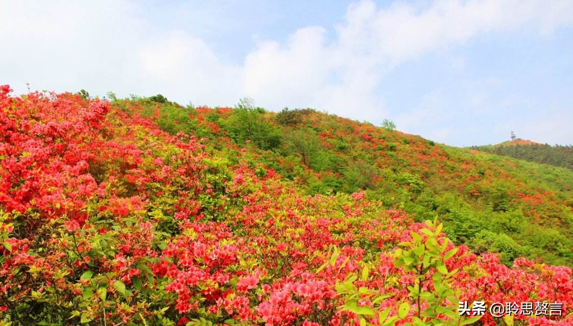 杜鹃花古诗词名句鉴赏（杜鹃花古诗词集锦大全）