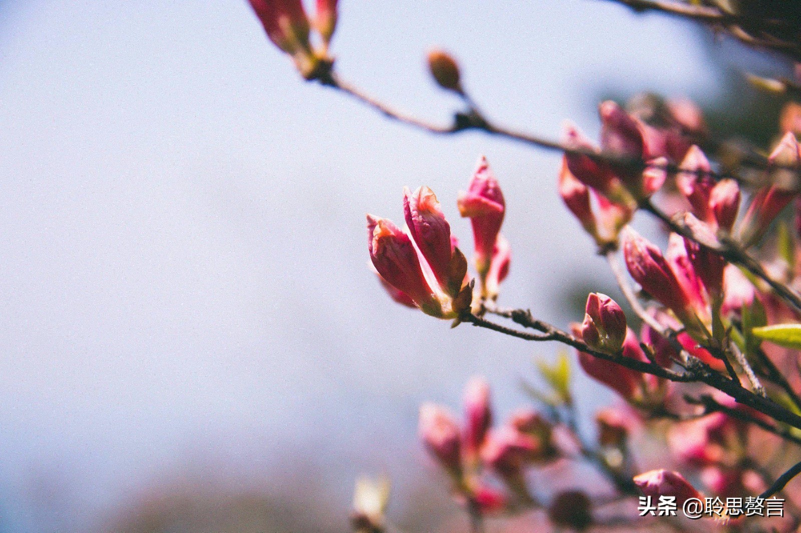 杜鹃花古诗词名句鉴赏（杜鹃花古诗词集锦大全）