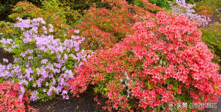 杜鹃花古诗词名句鉴赏（杜鹃花古诗词集锦大全）