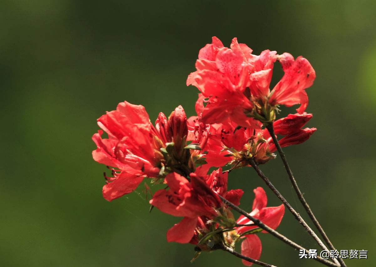 杜鹃花古诗词名句鉴赏（杜鹃花古诗词集锦大全）