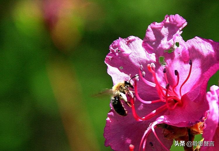 杜鹃花古诗词名句鉴赏（杜鹃花古诗词集锦大全）