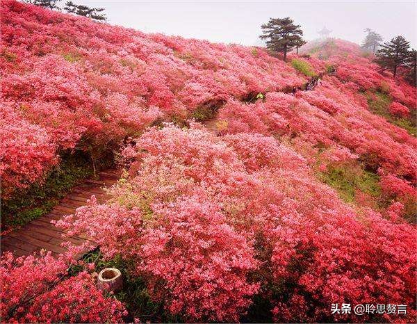 杜鹃花古诗词名句鉴赏（杜鹃花古诗词集锦大全）