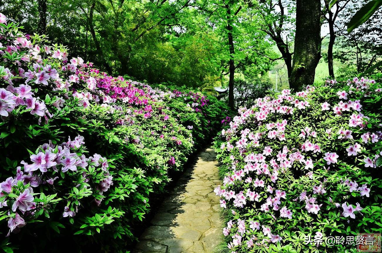 杜鹃花古诗词名句鉴赏（杜鹃花古诗词集锦大全）