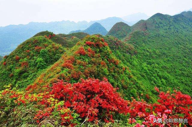 杜鹃花古诗词名句鉴赏（杜鹃花古诗词集锦大全）