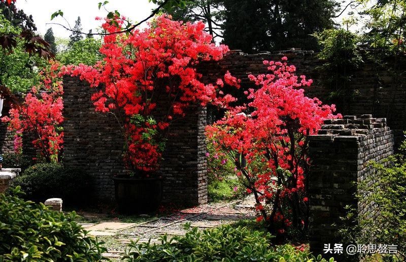 杜鹃花古诗词名句鉴赏（杜鹃花古诗词集锦大全）