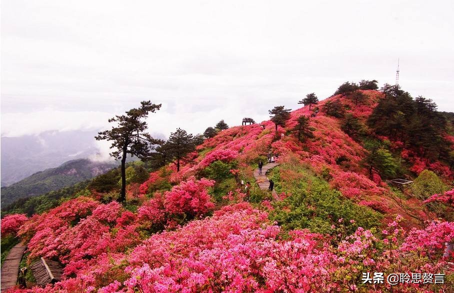 杜鹃花古诗词名句鉴赏（杜鹃花古诗词集锦大全）