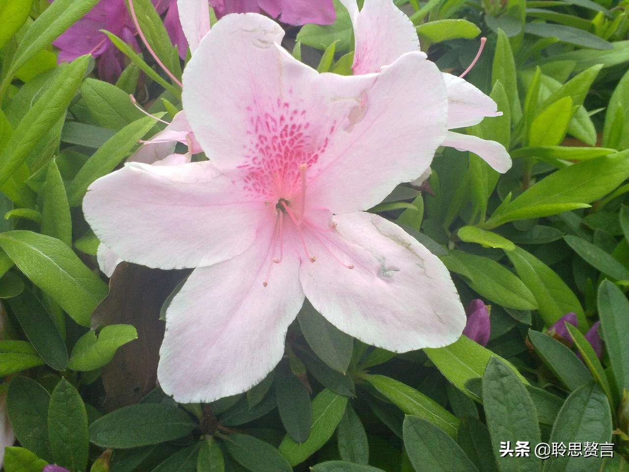 杜鹃花古诗词名句鉴赏（杜鹃花古诗词集锦大全）