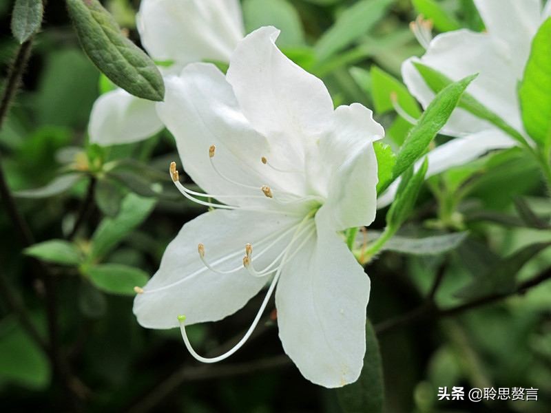 杜鹃花古诗词名句鉴赏（杜鹃花古诗词集锦大全）