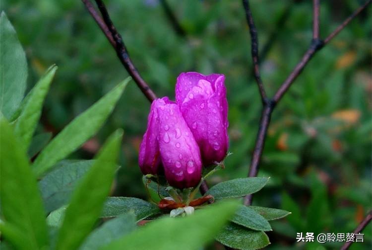 杜鹃花古诗词名句鉴赏（杜鹃花古诗词集锦大全）