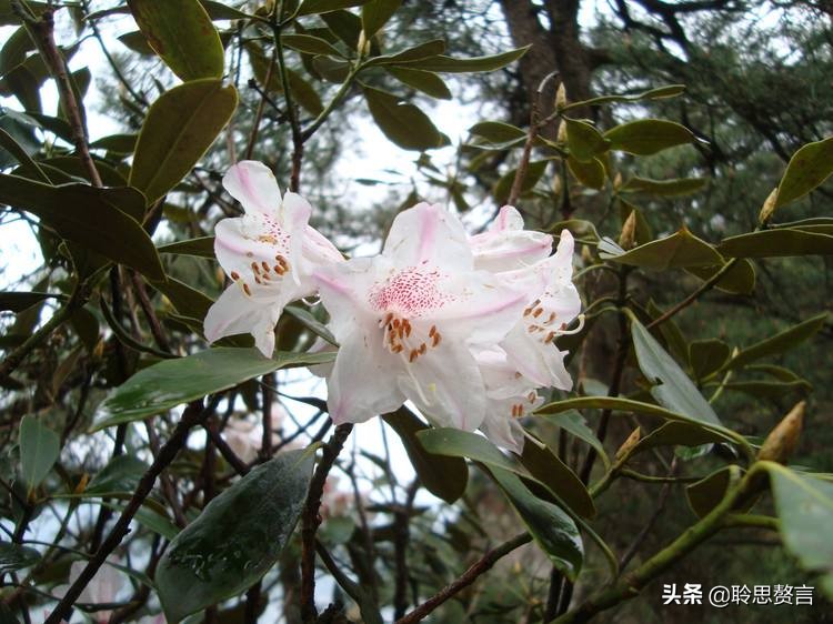 杜鹃花古诗词名句鉴赏（杜鹃花古诗词集锦大全）