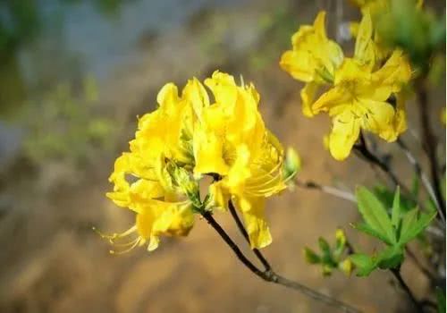 杜鹃花古诗词集锦大全（杜鹃花的古诗词）