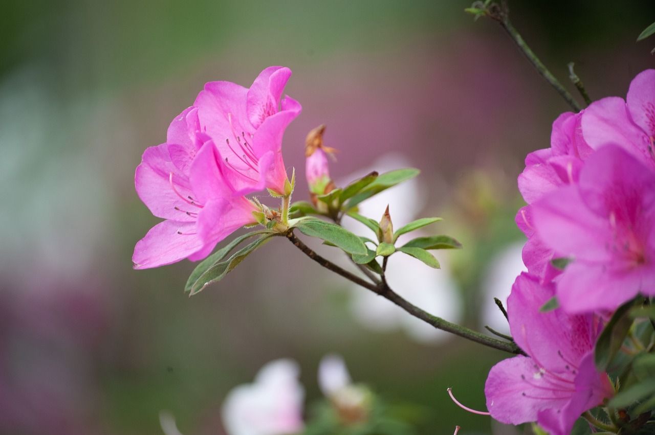 关于杜鹃花的诗词有哪些（八首杜鹃花古诗鉴赏）