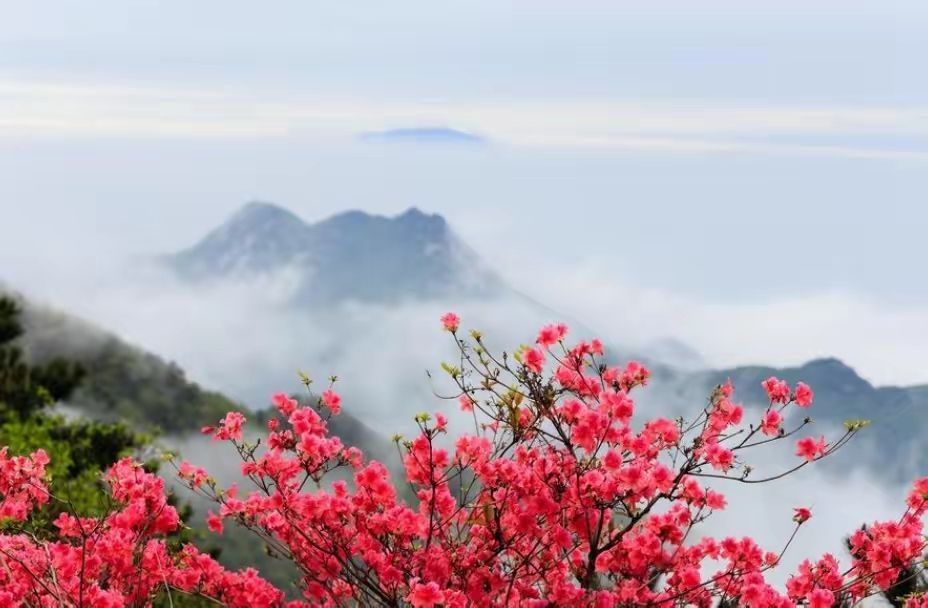 关于杜鹃花的诗词有哪些（八首杜鹃花古诗鉴赏）