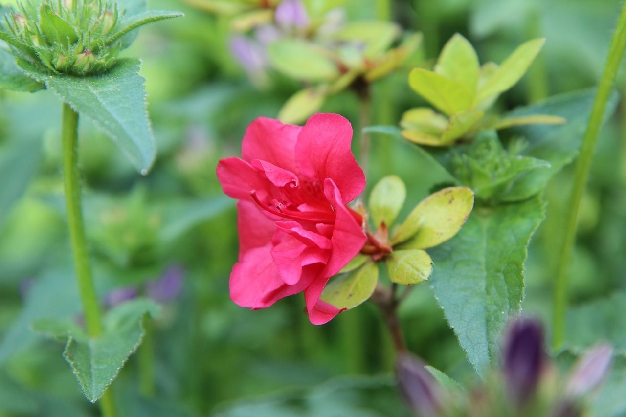 关于杜鹃花的诗词有哪些（八首杜鹃花古诗鉴赏）