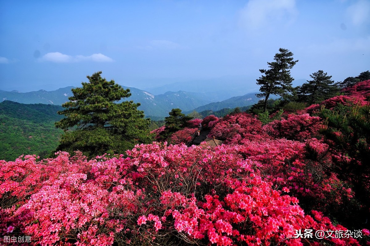 描写杜鹃花的古诗词有哪些（12首杜鹃花诗词鉴赏）