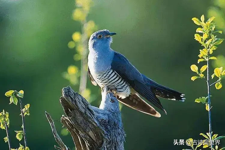 赏杜鹃花的古诗词及感悟（分享10首杜鹃诗词）