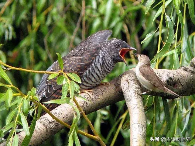 赏杜鹃花的古诗词及感悟（分享10首杜鹃诗词）