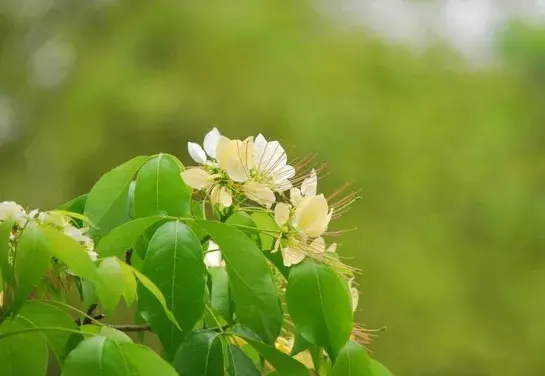 暮春时节的晚春诗词鉴赏（晚春诗词每句赏析）