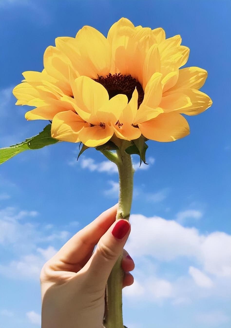 值得摘抄的人生感悟句子（永远迎着光走，阴霾迟早会散去）