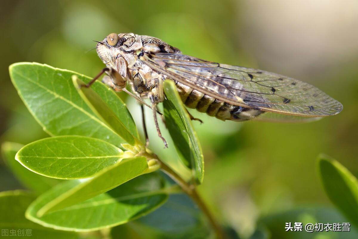 三伏天养生的古诗赏析（三伏天高温的七绝诗）