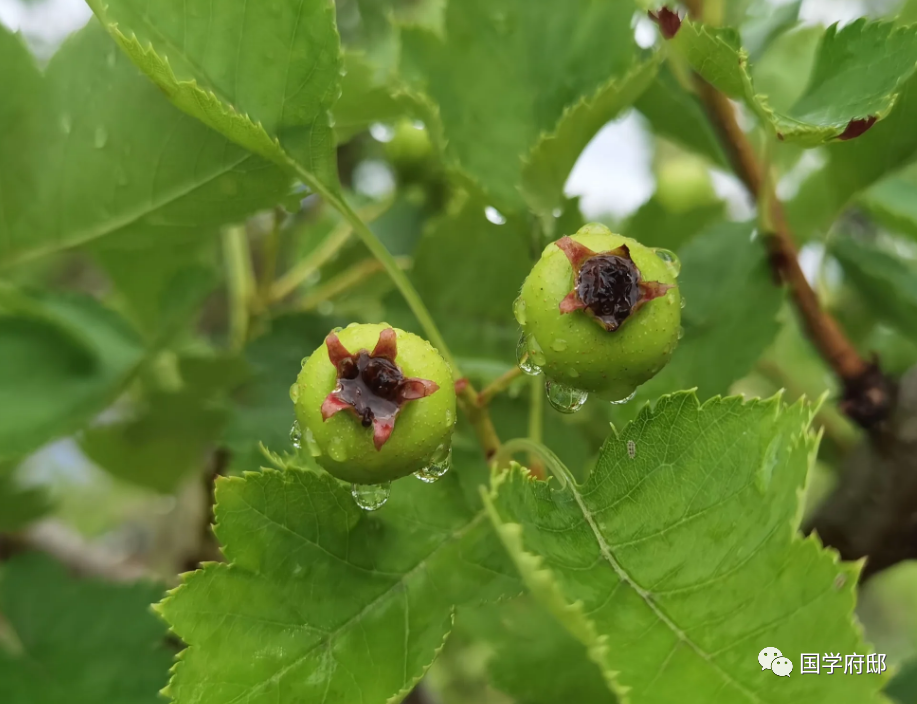 资治通鉴经典箴言分享，《资治通鉴》经典23句