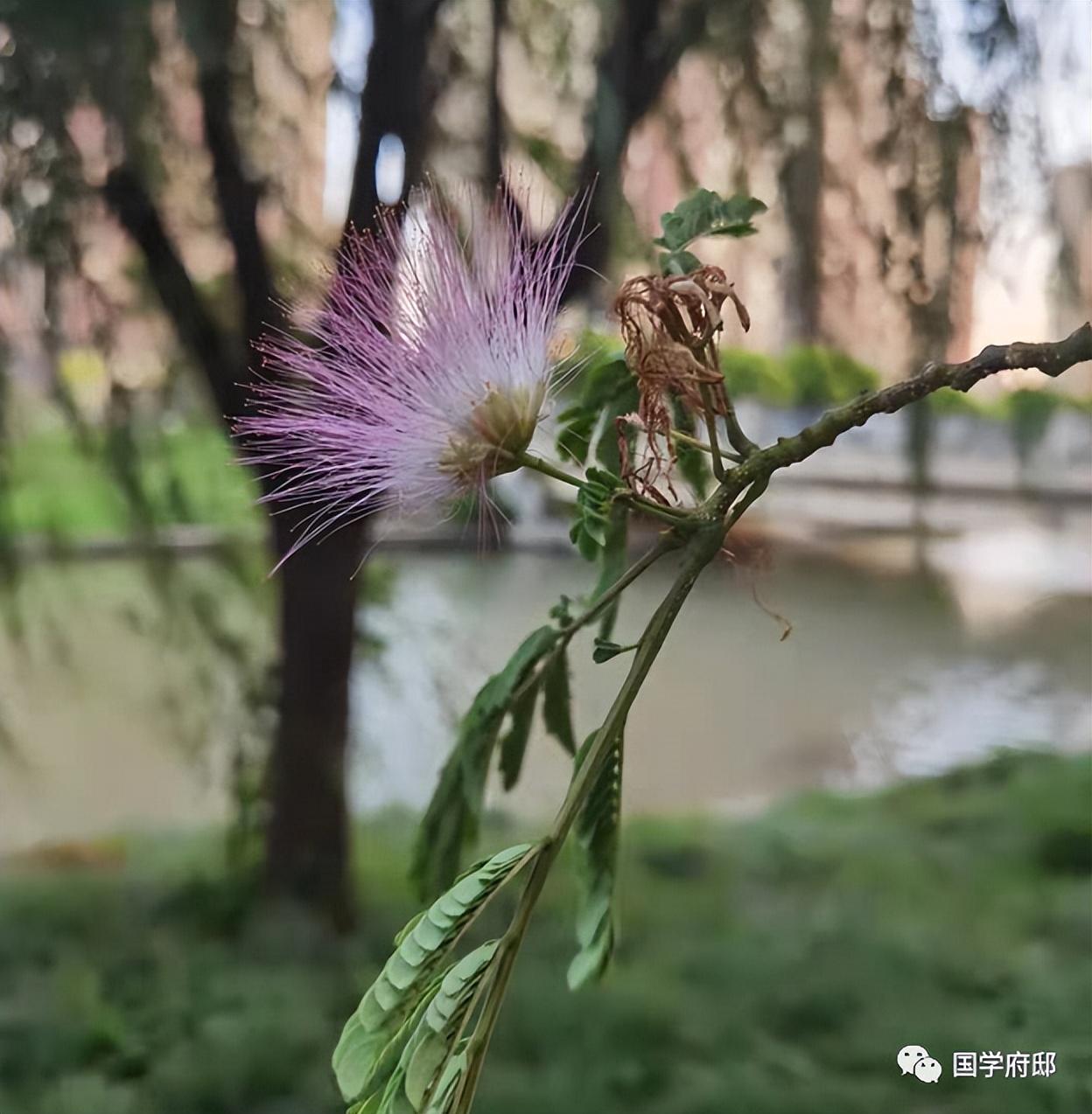 赞美夏天的诗句鉴赏（夏日诗词的经典名句）