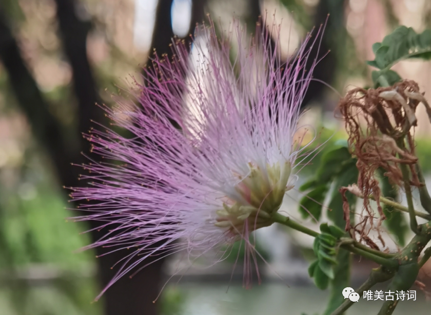 赞美夏天的诗句鉴赏（夏日诗词的经典名句）