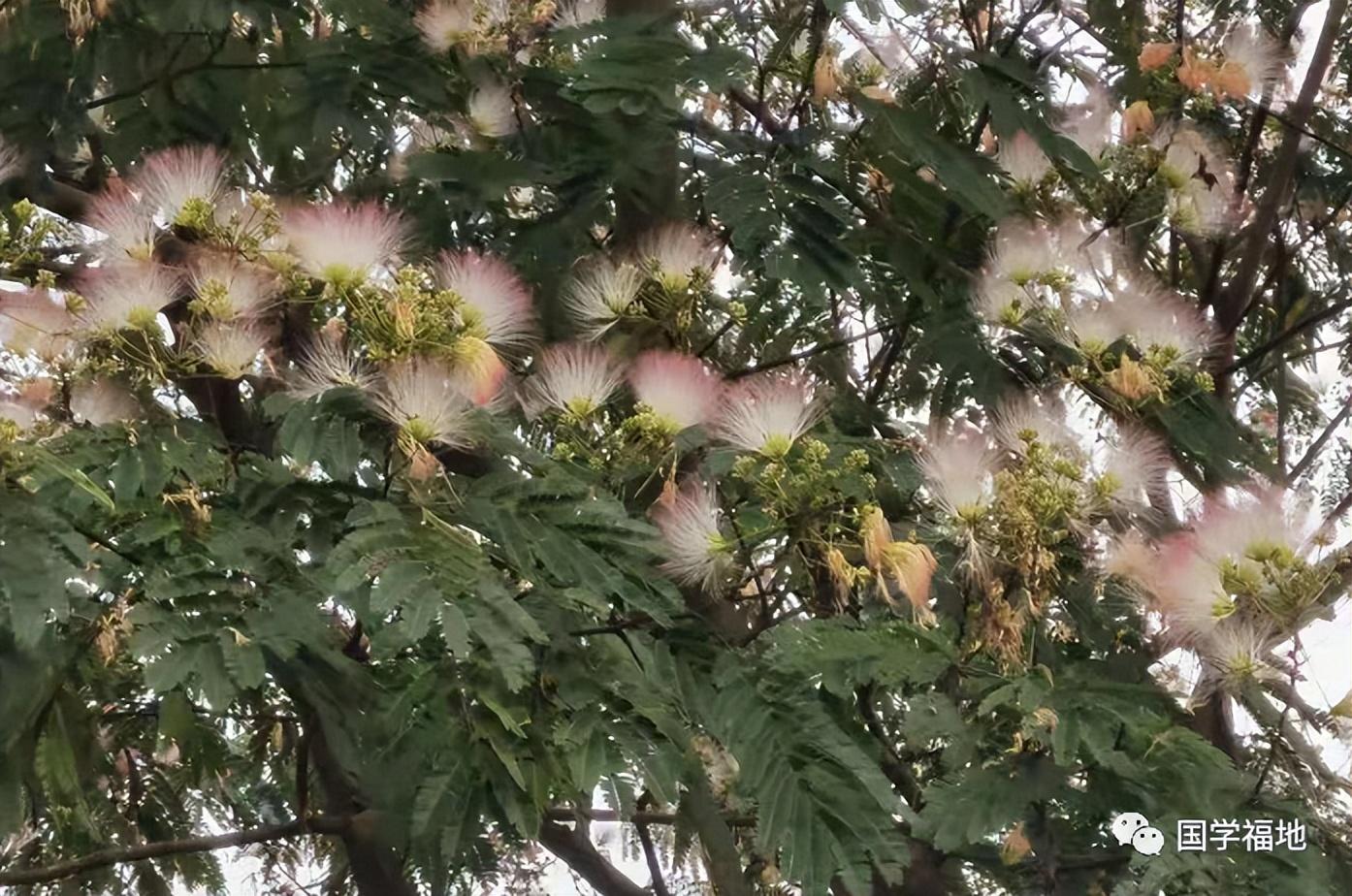 赞美夏天的诗句鉴赏（夏日诗词的经典名句）