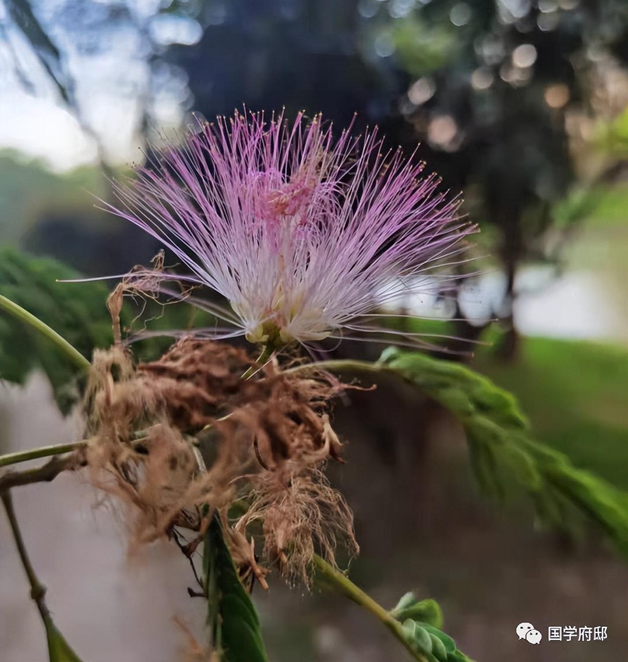 赞美夏天的诗句鉴赏（夏日诗词的经典名句）