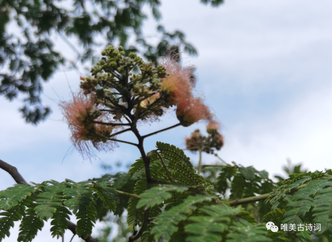 赞美夏天的诗句鉴赏（夏日诗词的经典名句）